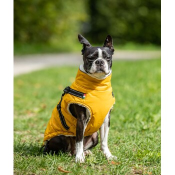 Ein Boston Terrier, der eine leuchtend gelbe Daunenjacke trägt, sitzt auf grünem Gras und schaut selbstbewusst in die Kamera.