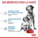 Un grand chien et un chiot à côté d'un bol "ROYAL CANIN," mettant en avant les bienfaits pour la santé de la mère et des chiots, y compris le soutien immunitaire et les prébiotiques.