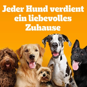 Vier fröhliche Hunde verschiedener Rassen auf einem leuchtend orangefarbenen Hintergrund mit dem Text "Jeder Hund verdient ein liebevolles Zuhause."