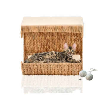 Ein geschecktes Bengal-Kätzchen liegt in einem geflochtenen Strohhäuschen, mit zwei Spielbällen in der Nähe.