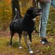 Schwarzer und brauner Hund, der eine schwarze Jacke trägt und an der Leine steht, neben einer Person in Jeans und Turnschuhen im Wald.