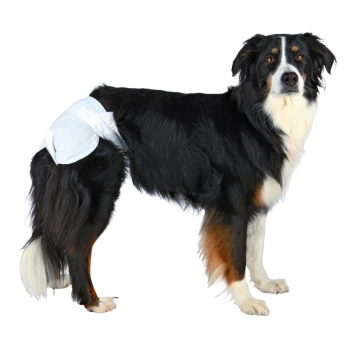 Ein schwarz-brauner Hund, der eine weiße Einwegwindel trägt, steht aufrecht vor einem weißen Hintergrund.