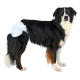 Ein schwarz-brauner Hund, der eine weiße Einwegwindel trägt, steht aufrecht vor einem weißen Hintergrund.