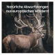 Ein majestätischer Hirsch mit großen Geweihen steht in einem Wald, begleitet von dem Text "Natürliche Abwurfstangen aus europäischen Wäldern!"