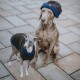 Hundepullover Odense mit Mütze (Set) braun 55 cm