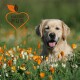 Ein Golden Retriever Welpe sitzt zwischen lebhaften orangefarbenen und weißen Blumen, mit einem grünen Hintergrund und dem Logo 'NATUR PUR' in der oberen linken Ecke.