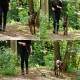 Eine Frau in schwarzen Leggings und einem langärmeligen Oberteil führt einen glücklichen braun-schwarzen Hund an der Leine durch einen üppigen grünen Waldweg.