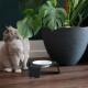 Eine hellgraue Katze sitzt neben einer modernen erhöhten Futterschüssel für Haustiere mit einer weißen Schüssel, in der Nähe einer großen Topfpflanze auf einem Holzboden.