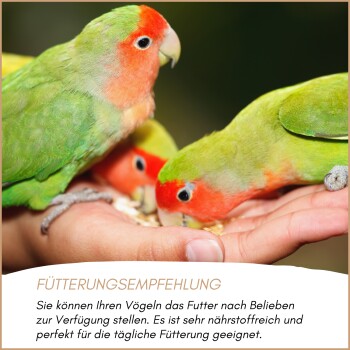 Zwei bunte Unzertrennliche, einer grün und orange, der andere gelb und rot, sitzen auf einem Holzast.