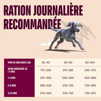 Chiot qui court et tableau d'alimentation français 'RATION JOURNALIÈRE RECOMMANDÉE' indiquant les grammes journaliers selon le poids adulte (25–90+ kg)