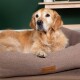 Ein Golden Retriever ruht sich bequem auf einem braunen Haustierbett mit einem Lederetikett, das 'Scruf's' liest, vor einer grünen Wand.