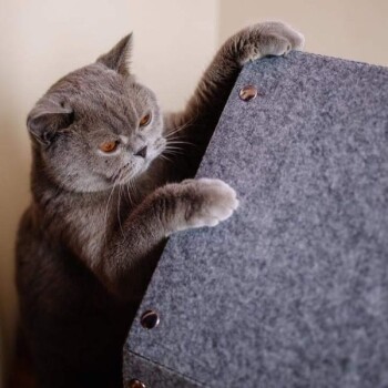 Eine graue Katze mit orangefarbenen Augen spielt neugierig mit einem grauen Filz-Kratzbaum für Katzen und zeigt ihr verspieltes Wesen.