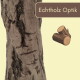 Echte Baumrindenoptik mit zwei kleinen Stamm-Icons auf beigem Hintergrund, Bannertext: 'Echtholz Optik'.