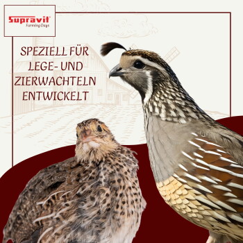 Supravit-Logo mit Silhouetten von Vögeln und einem Ei, Text auf Deutsch über qualitativ hochwertige regionale Futtermittel.