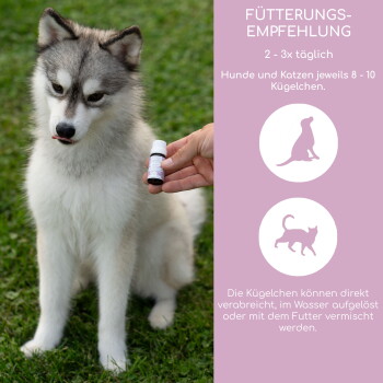 Ein flauschiger grau-weißer Hund sitzt auf dem Gras mit herausgestreckter Zunge, neben einer Hand, die eine Flasche mit Nahrungsergänzungsmittel und Dosierungsanweisungen hält.