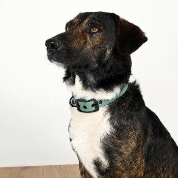 Eine Nahaufnahme eines braun-schwarzen Hundes mit einem grünen Halsband, der zur Seite schaut, vor einem weißen Hintergrund.