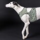 Weißer und schwarzer Hund mit grünem Leopardenmuster-Geschirr mit dem Markennamen „PAIKKA“ vor schwarzem Hintergrund.