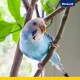 Un perruche vibrante bleue perchée sur une branche, entourée de feuilles vertes, avec le logo Vitakraft dans le coin supérieur droit.