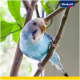 Ein lebhaft blauer Wellensittich sitzt auf einem Ast, umgeben von grünen Blättern, mit dem Vitakraft-Logo in der oberen rechten Ecke.