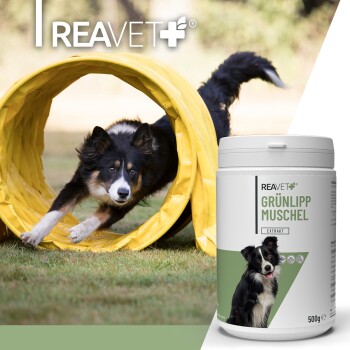 Ein verspielter Hund plantscht durch flaches Wasser, mit einem Textüberlagerung, die besagt "MIT EXPERTEN ENTWICKELT" und Details zur Expertenentwicklung in Deutschland.