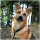 Eine Nahaufnahme eines neugierigen, tan- und schwarzen Hundes mit aufgerichteten Ohren, der im Freien in der Nähe eines Gewässers sitzt, umgeben von Grün.