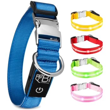Ein blauer Haustierhalsband mit einer silbernen Schnalle und einer Leuchtefunktion, umgeben von vier weiteren Halsbändern in Gelb, Rot, Grün und Pink.