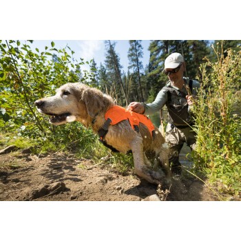Eine Person in Outdoor-Bekleidung hilft einem nassen Hund mit einem orangefarbenen Geschirr, während sie aus einem Flussufer auftauchen, umgeben von Grün.