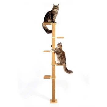 Zwei langhaarige braun-getigerte Katzen auf einem hohen, beigen Sisal-Kratzbaum mit mehreren Liegeflächen vor weißem Hintergrund.
