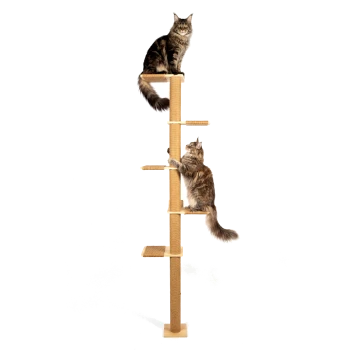 Zwei langhaarige braun-getigerte Katzen auf einem hohen, beigen Sisal-Kratzbaum mit mehreren Liegeflächen vor weißem Hintergrund.