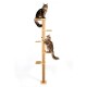 Zwei langhaarige braun-getigerte Katzen auf einem hohen, beigen Sisal-Kratzbaum mit mehreren Liegeflächen vor weißem Hintergrund.