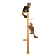 Zwei langhaarige braun-getigerte Katzen auf einem hohen, beigen Sisal-Kratzbaum mit mehreren Liegeflächen vor weißem Hintergrund.