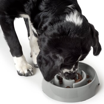 Ein schwarz-weißer Hund, der aus einer grauen langsamen Futterstation frisst, die mit Trockenfutter gefüllt ist, mit gesenktem Kopf und konzentriert auf das Futter.