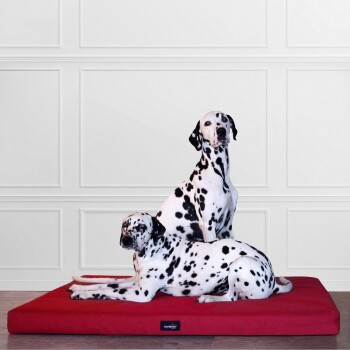 Zwei Dalmatinerhunde ruhen sich auf einem roten Haustierbett vor einer weißen Paneelwand aus. Das Bett trägt ein Logo mit der Aufschrift "tertlando."