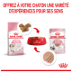 Image de la nourriture pour chaton Royal Canin : sac de croquettes rose, bol rouge, sachet de nourriture humide, et texte promouvant les expériences sensorielles pour les chatons.