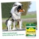 Ein Hund und eine Katze im Freien neben einem Behälter von "edVet Nervenahrung," mit deutschem Text über Nervenunterstützung.