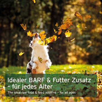 Ein verspielter Hund springt in die Luft zwischen fallenden Herbstblättern, mit dem Text: "Ideales BARF & Futterzusatz - für jedes Alter."