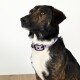 Eine Nahaufnahme eines braunen und schwarzen Hundes mit einem helllila Halsband und schwarzem Verschluss, vor einem weißen Hintergrund.