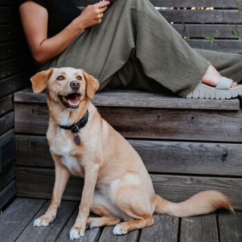 Lächelnder hellbrauner Hund mit Halsband und lila Anhänger sitzt auf einem Holzdeck neben einer Person in grünen Hosen und weißen Sandalen.