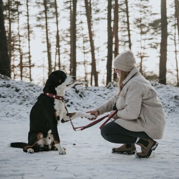 Eine Person in gemütlicher Kleidung kniet im Schnee, hält eine Leine, während ihr großer schwarz-weißer Hund eine Pfote anbietet, mit Kiefern im Hintergrund.