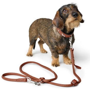 Ein brauner und schwarzer Dackel steht neben einer braunen Lederleine und schaut mit einem aufmerksamen Ausdruck nach oben.