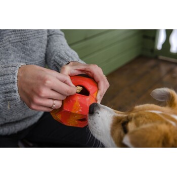 Eine Person in einem grauen Pullover legt einen Hundekeks in einen roten, spielzeugähnlichen Leckerli-Spender, während ein neugieriger Hund, möglicherweise ein Corgi, aufmerksam zuschaut.