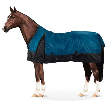 Ein braunes Pferd mit einer blauen und schwarzen wasserdichten Decke, das im Profil vor einem weißen Hintergrund steht.
