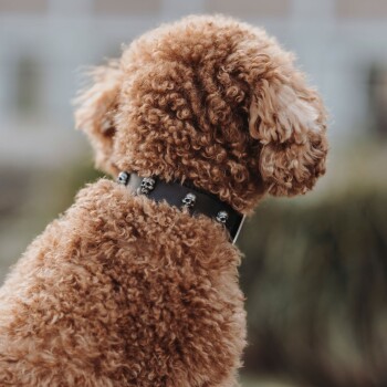 Ein flauschiger, lockiger brauner Hund mit einem schwarzen Halsband, das mit silbernen Totenköpfen verziert ist, von hinten betrachtet.