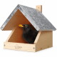 Ein Schwarzvogel mit einem leuchtend orangefarbenen Schnabel schaut aus einem Holzvogelhaus mit schrägem Dach, auf dem der Text "wildlife home" steht.