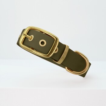 Ein stilvolles olivgrünes Hundehalsband mit einer goldenen Schnalle und Beschlägen, vor einem hellen Hintergrund präsentiert.