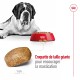 Un Saint Bernard est allongé à côté d'un bol de chien rouge rempli de croquettes, présentant une pièce de croquette géante étiquetée "Croquette de taille géante."