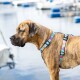 Gestromter Hund trägt ein buntes, ozeanisch inspiriertes Halsband und Geschirr, steht nahe einer Marina mit verschwommenen Booten im Hintergrund.