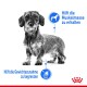 Ein schwarz-weißes Bild eines struppigen Hundes mit blauen Symbolen und deutschem Text zur Erhaltung der Muskelmasse und Gewichtszunahme.