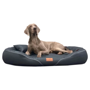 Weimaraner liegt auf einem dunkelgrauen Haustierbett mit kleinem Kissen und einem Lederetikett mit der Aufschrift „tierandco“.