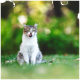 Langhaarige weiß-getigerte Katze sitzt auf dem Gras, leckt sich mit herausgestreckter Zunge die Nase, grüner Bokeh-Hintergrund.